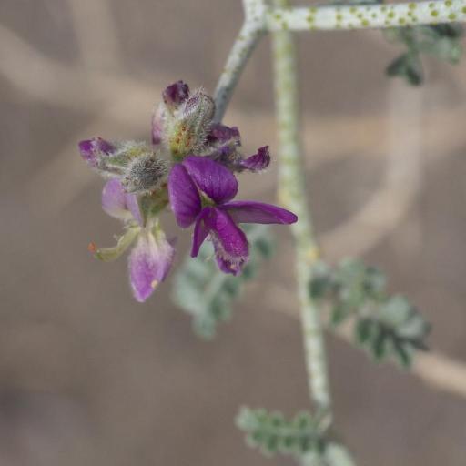 Psorothamnus polydenius other