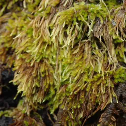 Homalothecium nuttallii — related species from the same genus