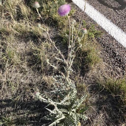 Cirsium neomexicanum — houseplant care guide
