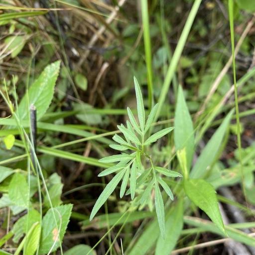 Bidens trichosperma other