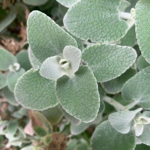 Pseudodictamnus mediterraneus — houseplant care guide