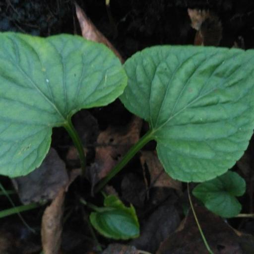 Viola uliginosa — search result for 'Violaceae'