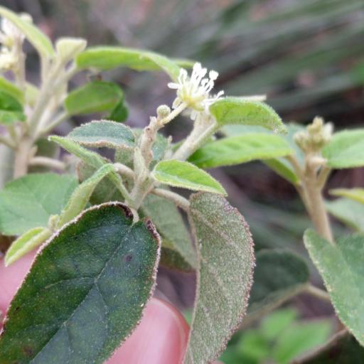 Croton fruticulosus other