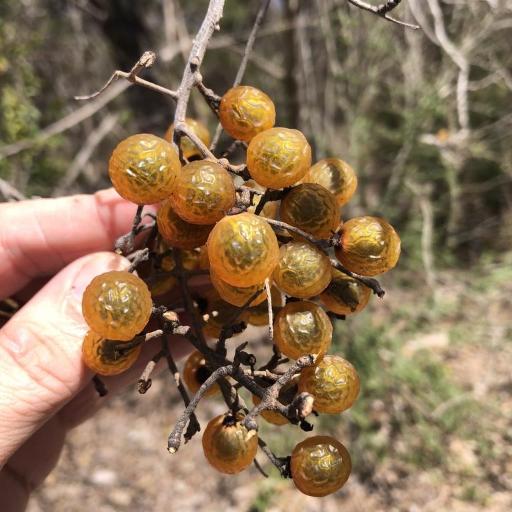 Sapindus drummondii — search result for 'Saponaria'