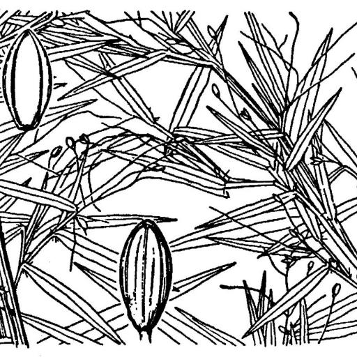 Dichanthelium dichotomum other