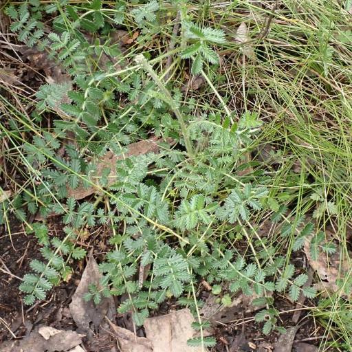 Acaena echinata other