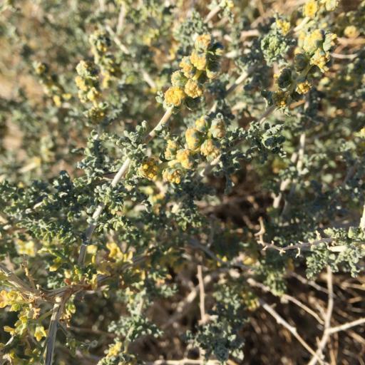 Ambrosia dumosa other