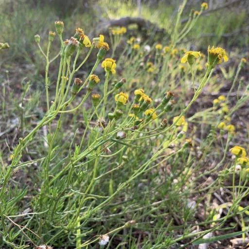 Senecio burchellii other