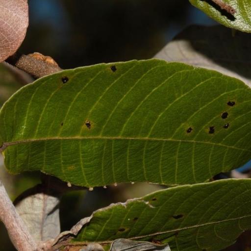 Parinari curatellifolia — search result for 'Chad'