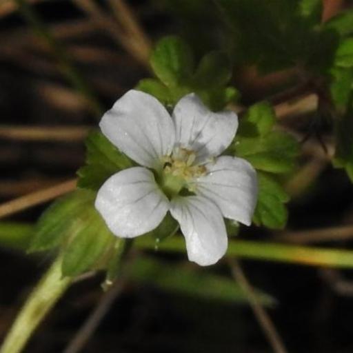 Geranium potentilloides other