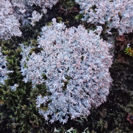 Acmispon tomentosus — search result for 'Acmispon'
