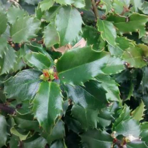 Ilex × meserveae — search result for 'Ilex'