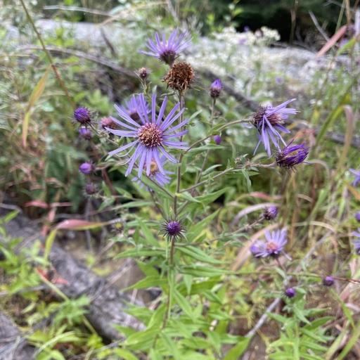 Canadanthus modestus other