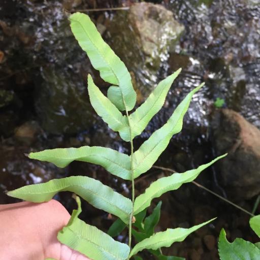 Blechnum minus other