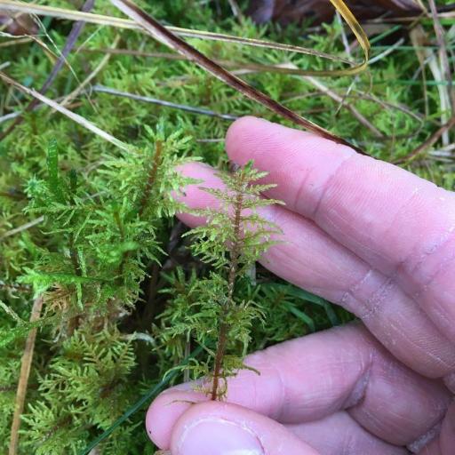 Hylocomium splendens other