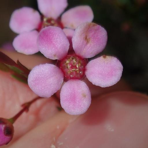 Euryomyrtus ramosissima — houseplant care guide