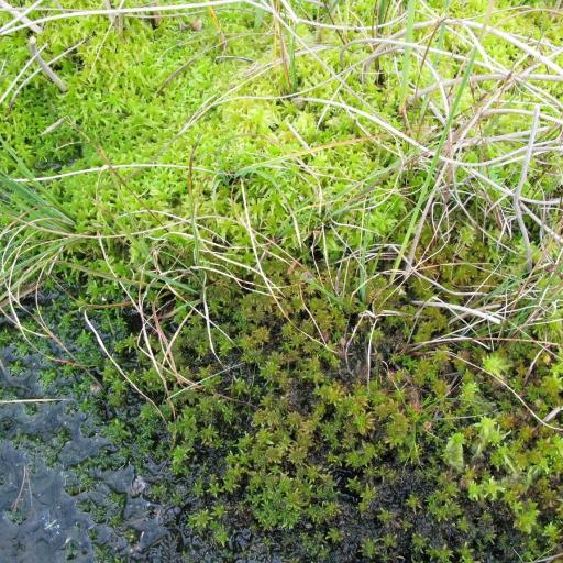 Sphagnum flexuosum — houseplant care guide