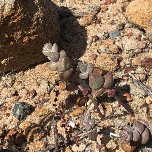 Dudleya blochmaniae — related species from the same genus