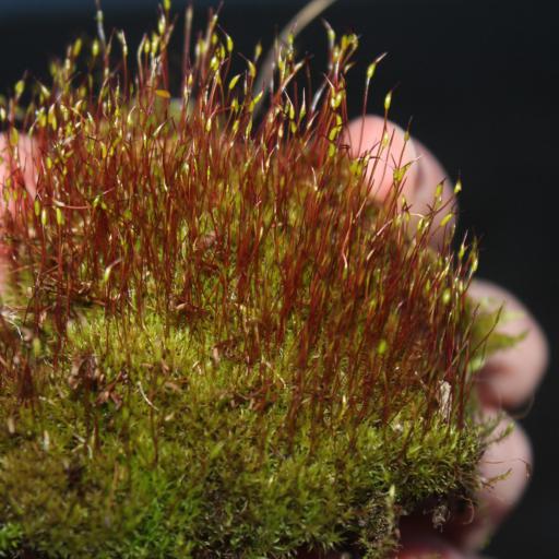 Ceratodon purpureus — houseplant care guide