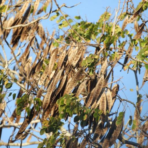 Hesperalbizia occidentalis other
