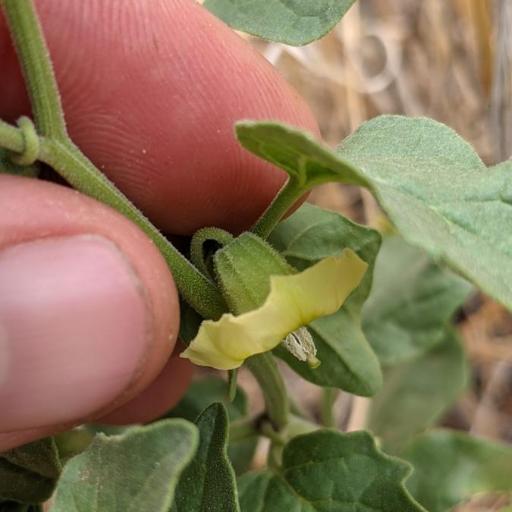 Physalis hederifolia — search result for 'Physalis'