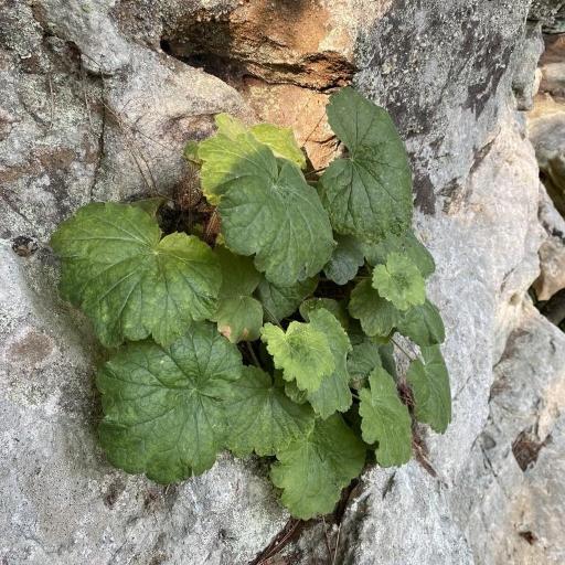 Heuchera parviflora — search result for 'Heuchera'