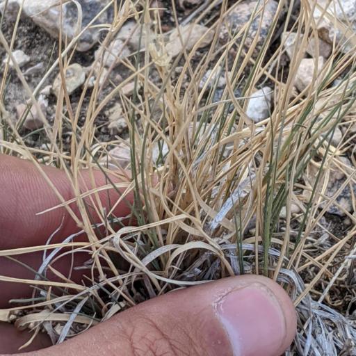 Hilaria belangeri other