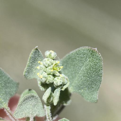 Chenopodium incanum — search result for 'Chenopodium'