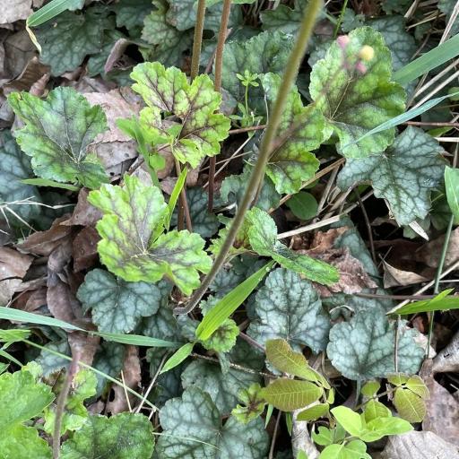 Heuchera caroliniana