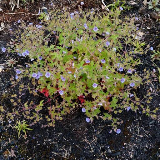 Geranium bohemicum other