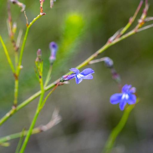 Lobelia setacea other