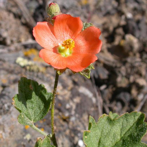 Sphaeralcea munroana other