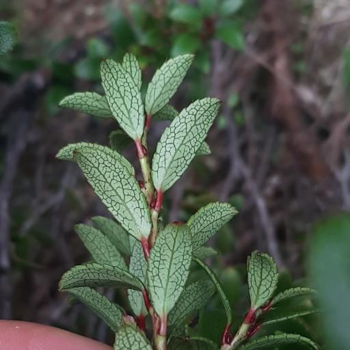 Gaultheria crassa other