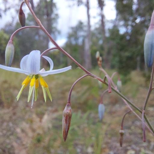 Dianella longifolia other