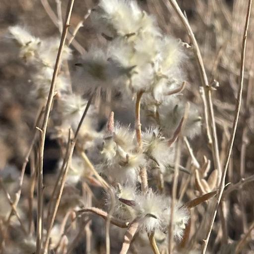 Krascheninnikovia lanata other