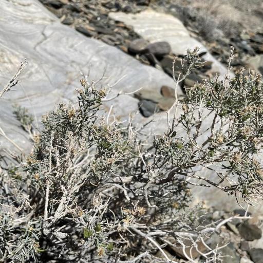 Ericameria teretifolia other