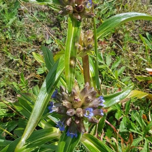 Gentiana macrophylla other
