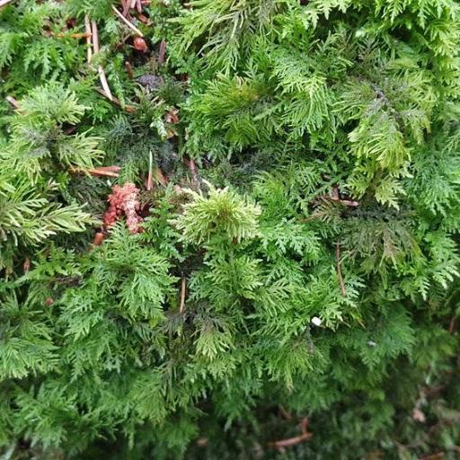 Hylocomium splendens — houseplant care guide