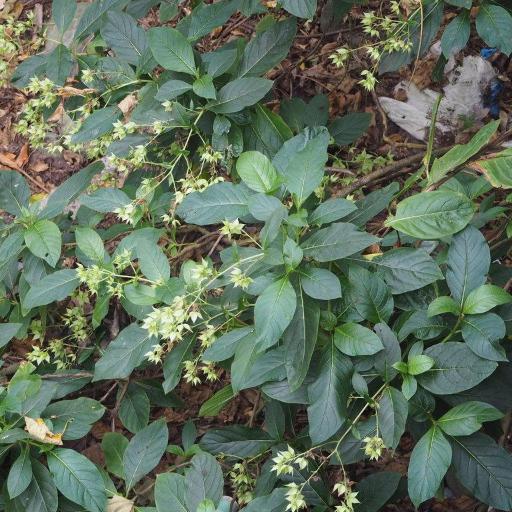 Trichodesma calycosum other