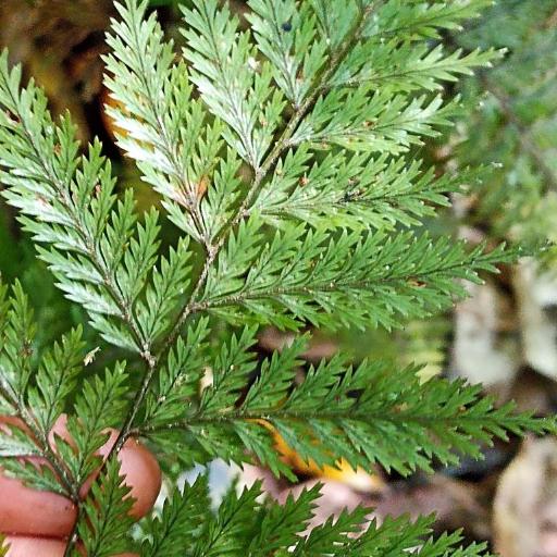 Lastreopsis hispida other