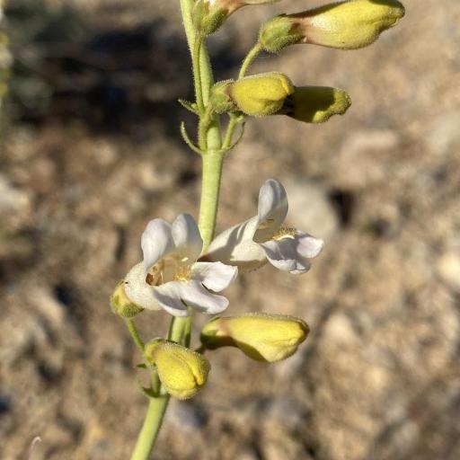 Penstemon bicolor other