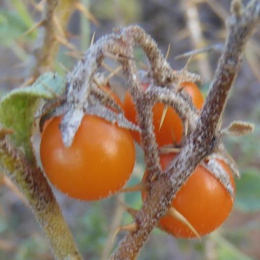 Solanum tomentosum — houseplant care guide
