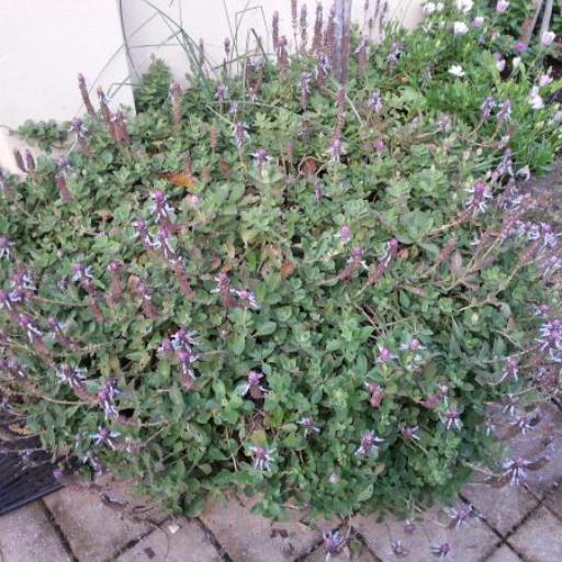 Coleus neochilus other