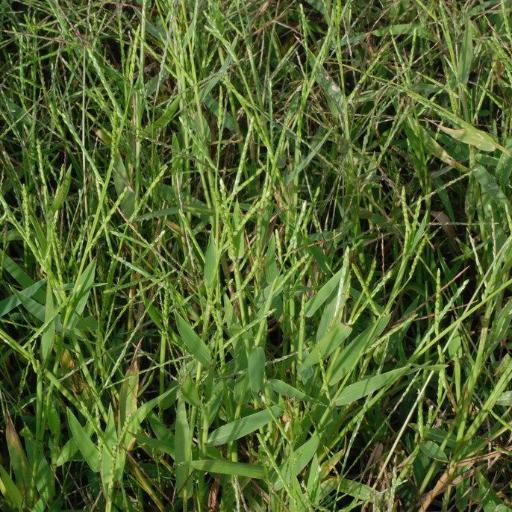 Urochloa platyphylla other