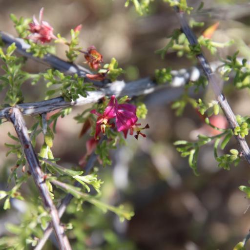 Krameria erecta — related species from the same genus