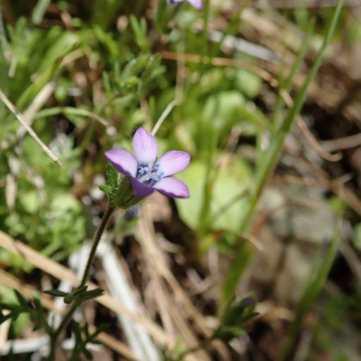 Gilia clivorum — related species from the same genus