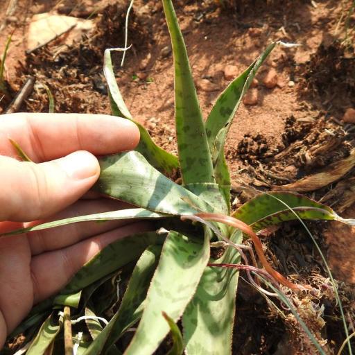Ledebouria luteola other