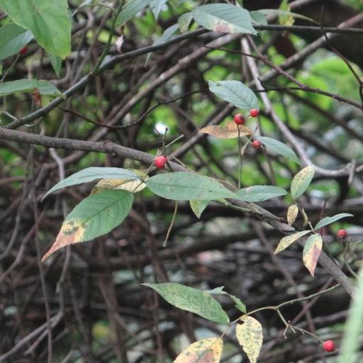 Rosa sambucina other