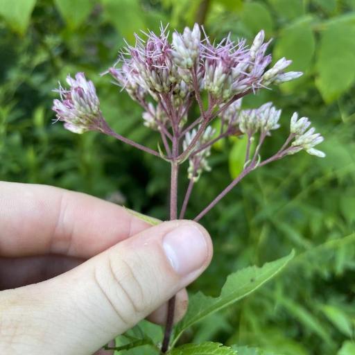 Eutrochium dubium other