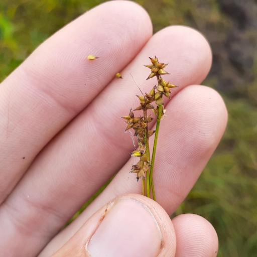 Carex interior other